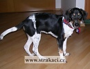 1034 Arletka