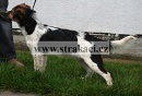 1073 Faenza