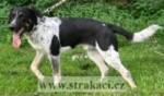 1137 Ralf