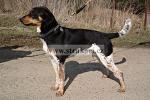 1284 Ctim�rek