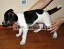 1329 Alma