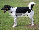 1340 Adin