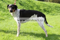 1373 Cora