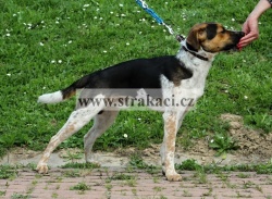 1433 Tajtrl�k