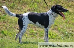 1503 Bela