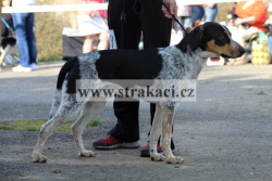 1559 Cip�sek