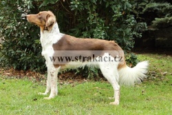 1567 Babou