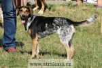 1622 Disa