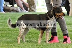 1664 Inu Ajeje
