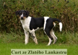 1671 Curt