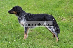 1708 Berta