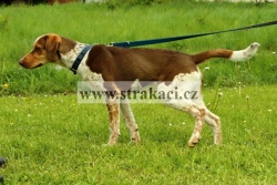1764 Berit