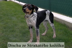 1817 Discha