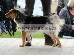 2108 Cibulka