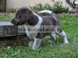 2472 Cassian