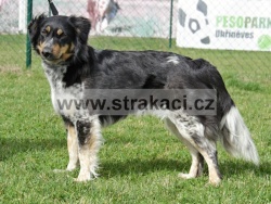 2829 Dafne
