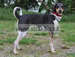 2923 Gora