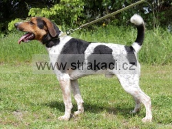 2996 Bedrn�k