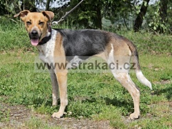 3038 Gama