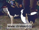 304 Ba�ka