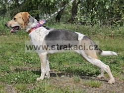 3042 Gotika