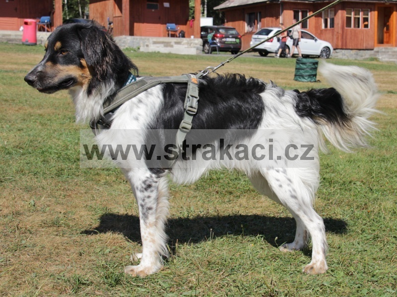 3138 Falko