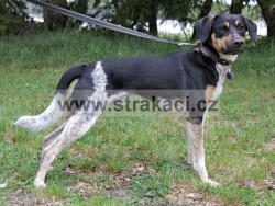 3212 Gerygone Galli