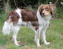3227 Falcau
