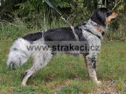 3238 Adolf