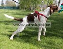 3264 Brio�ka