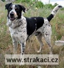 330 Celaskon