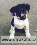 334 Cvo�ek