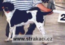 336 Cetka