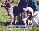 378 Freska