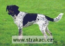477 Fifina