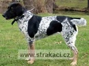 558 Baxi