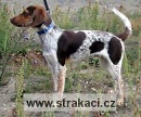 577 Dan�k