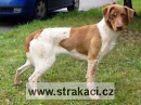 593 Aranka