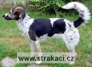 649 Bela