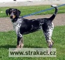 683 Eli�ka