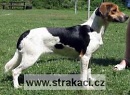 753 Baccara